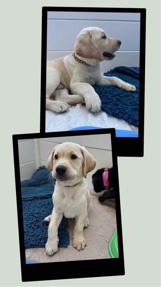 Labrador Retrievers -Show Low, AZ - Black M/F (also choc M/F 9 wks) media 18