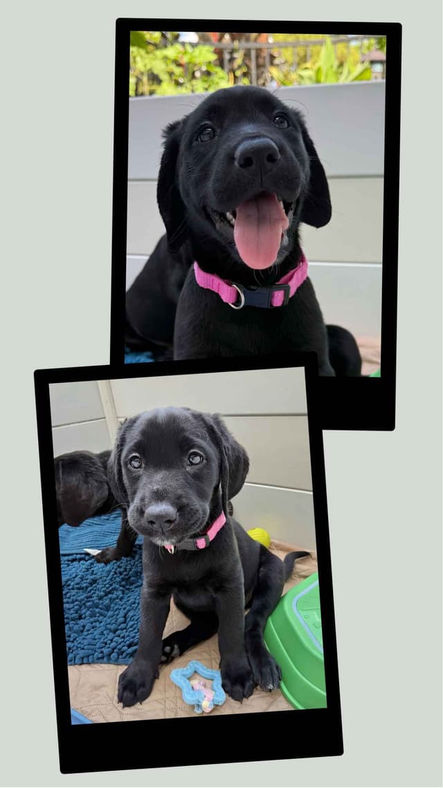 Labrador Retrievers -Show Low, AZ - Black M/F (also choc M/F 9 wks) media 17