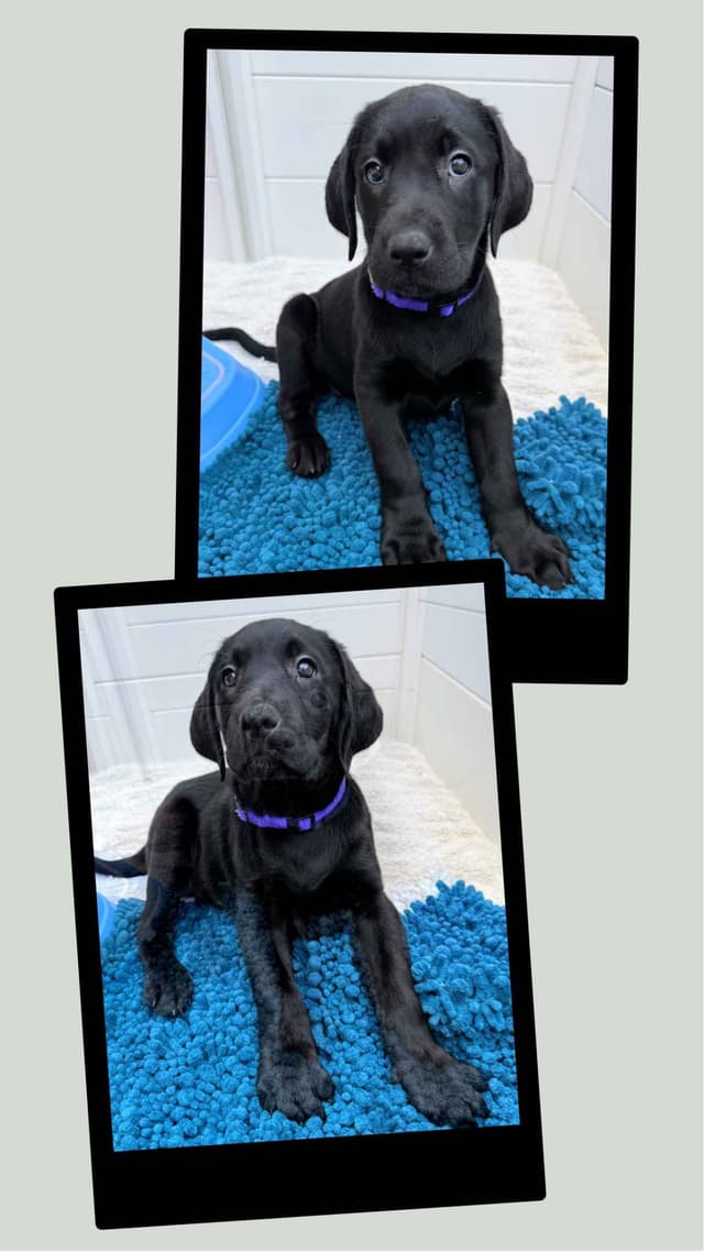 Labrador Retrievers -Show Low, AZ - Black M/F (also choc M/F 9 wks) media 15