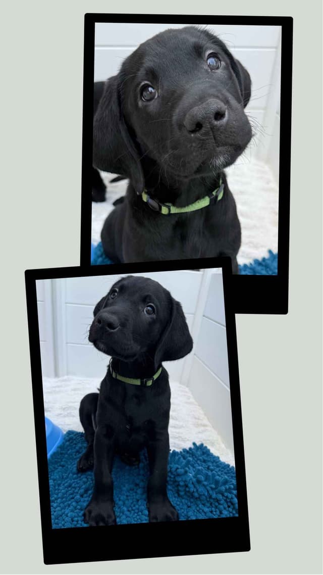 Labrador Retrievers -Show Low, AZ - Black M/F (also choc M/F 9 wks) media 16