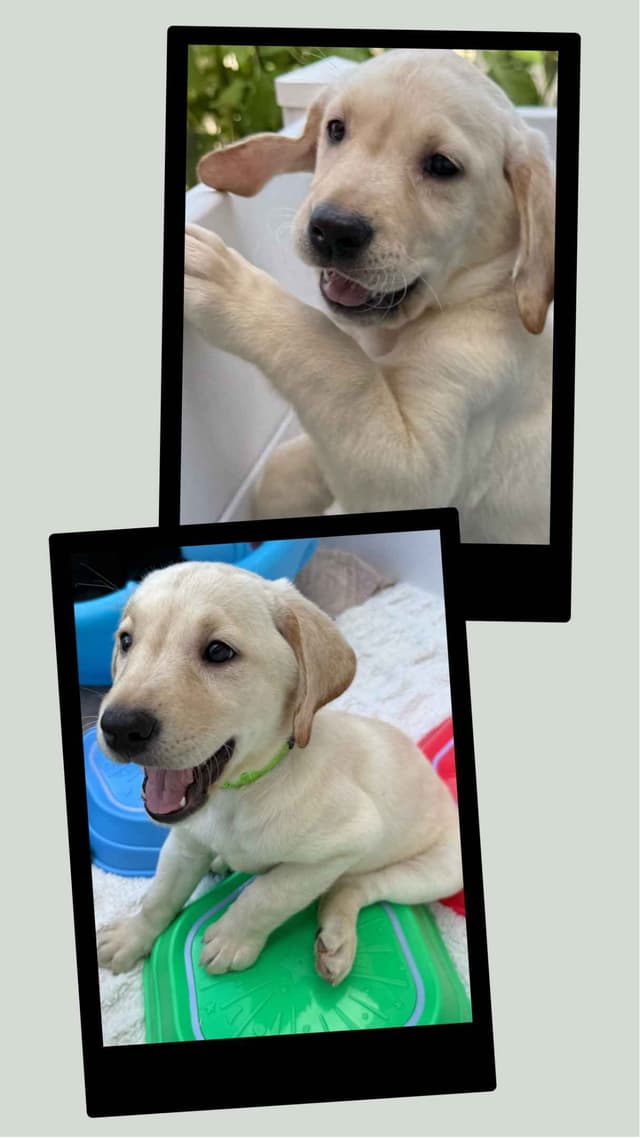 Labrador Retrievers -Show Low, AZ - Black M/F (also choc M/F 9 wks) media 19