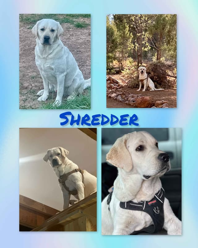 Labrador Retrievers -Show Low, AZ - Black M/F (also choc M/F 9 wks) media 20