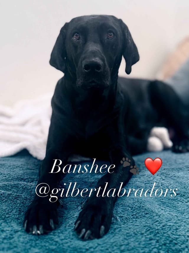Labrador Retrievers -Show Low, AZ - Black M/F (also choc M/F 9 wks) media 22