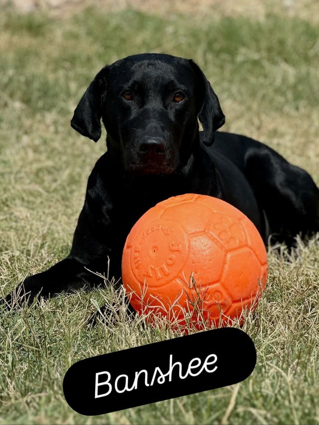 Labrador Retrievers -Show Low, AZ - Black M/F (also choc M/F 9 wks) media 23