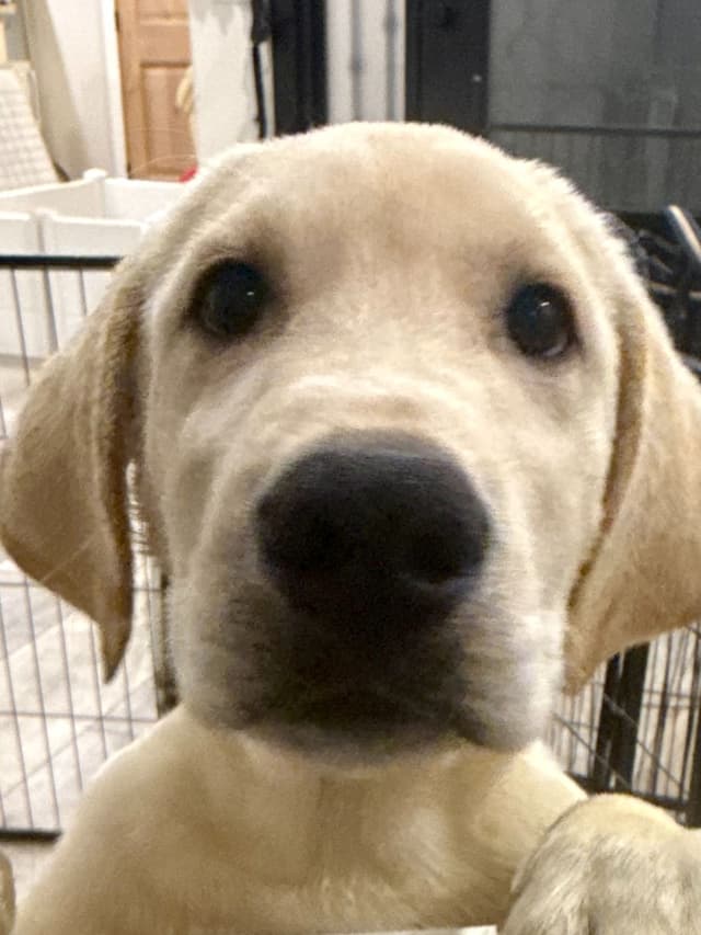 Labrador Retriever Puppies-Father's Day Flash Sale media 17