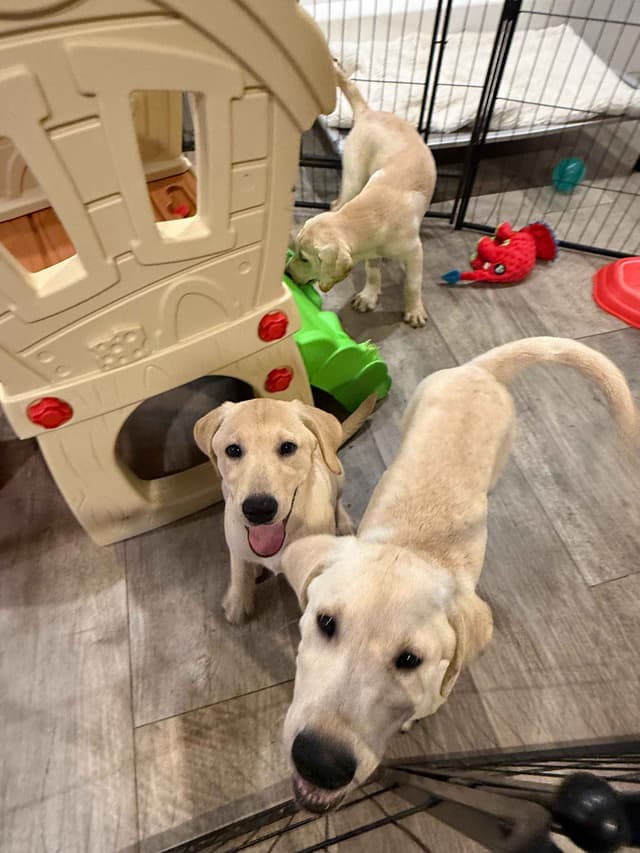 Labrador Retriever Puppies-Father's Day Flash Sale media 19