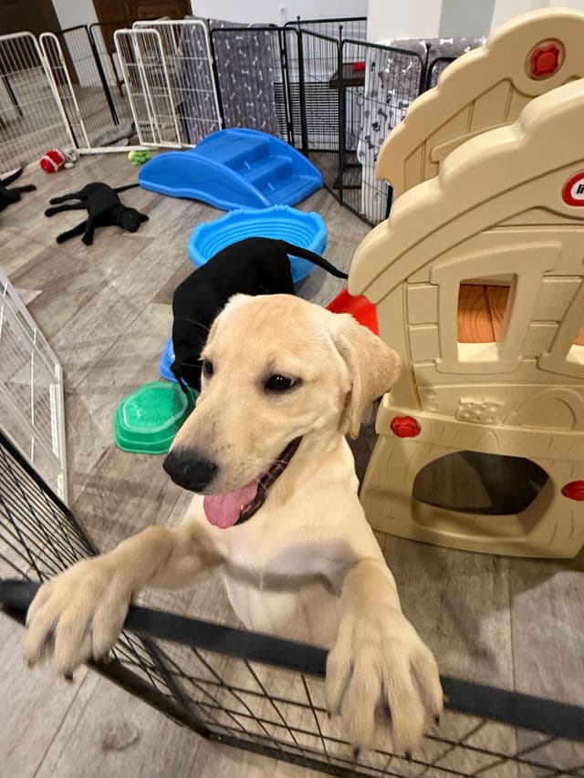 Labrador Retriever Puppies-Father's Day Flash Sale media 20