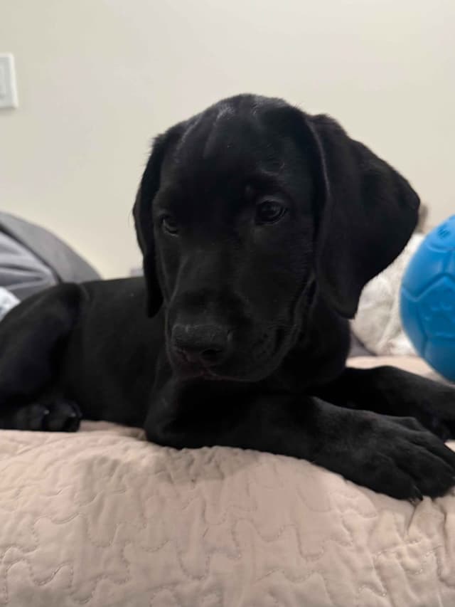 Labrador Retrievers -Show Low, AZ - Black M/F (also choc M/F 9 wks) media 10
