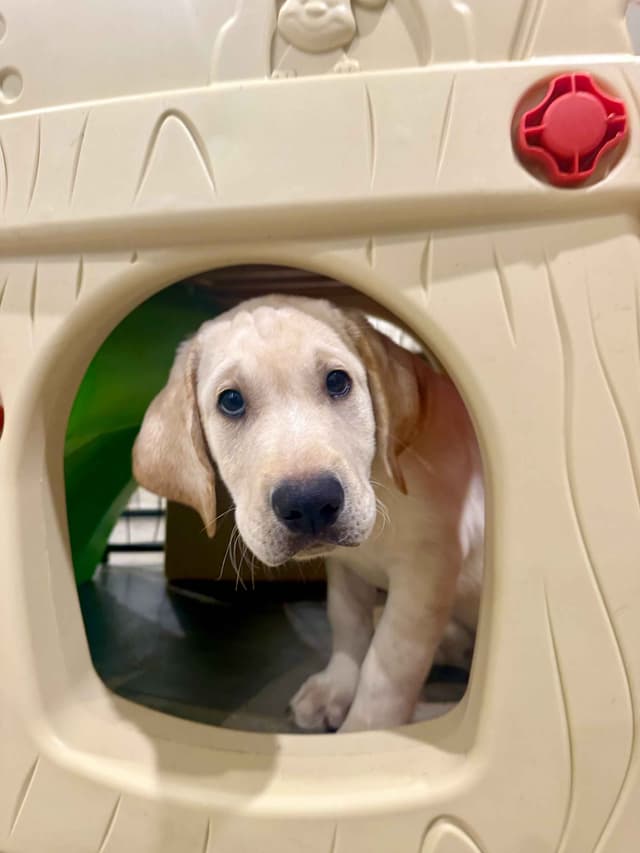 Labrador Retrievers -Show Low, AZ - Black M/F (also choc M/F 9 wks) media 8