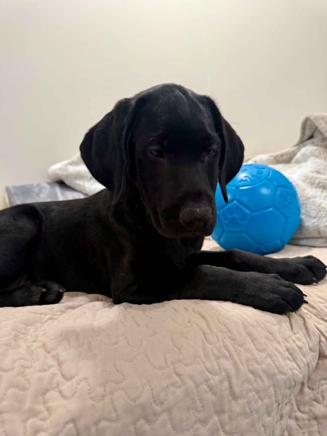 Labrador Retrievers -Show Low, AZ - Black M/F (also choc M/F 9 wks) media 6