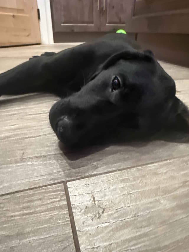 Labrador Retrievers -Show Low, AZ - Black M/F (also choc M/F 9 wks) media 12