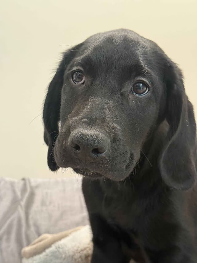 Labrador Retrievers -Show Low, AZ - Black M/F (also choc M/F 9 wks) media 13