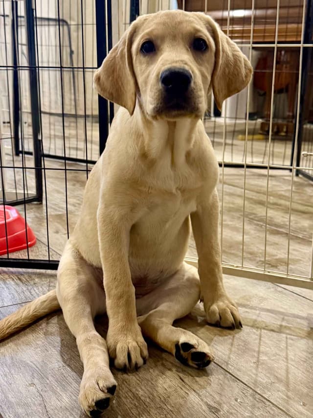 Labrador Retrievers -Show Low, AZ - Black M/F (also choc M/F 9 wks) media 5