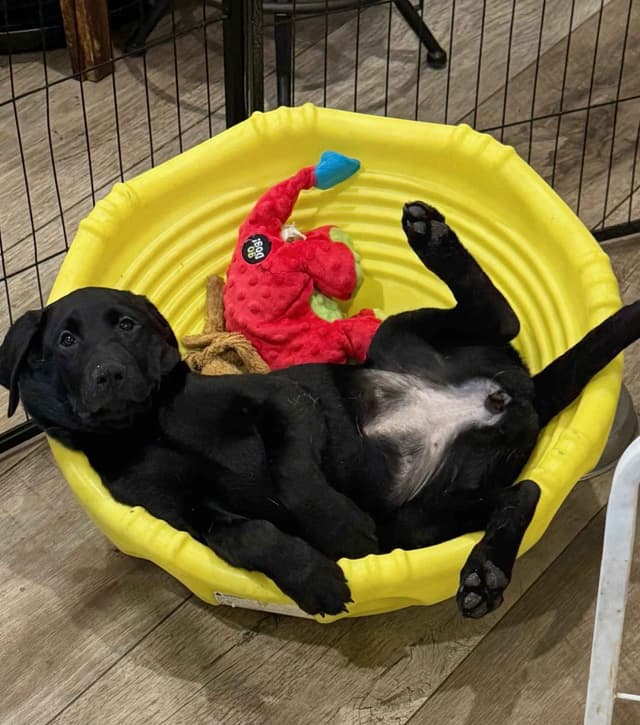 Labrador Retrievers -Show Low, AZ - Black M/F (also choc M/F 9 wks) media 2