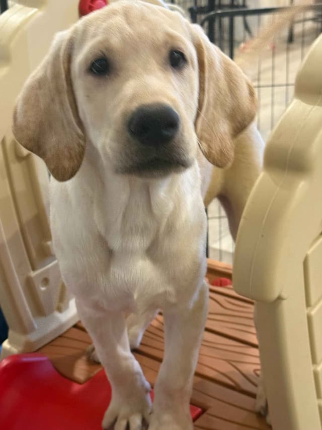 Labrador Retrievers -Show Low, AZ - Black M/F (also choc M/F 9 wks) media 7