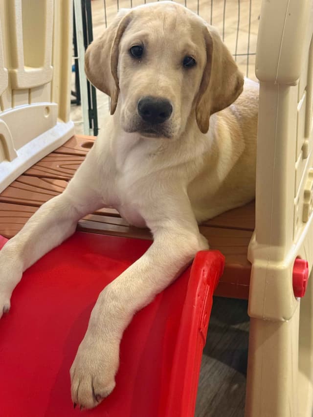 Labrador Retrievers -Show Low, AZ - Black M/F (also choc M/F 9 wks) media 4