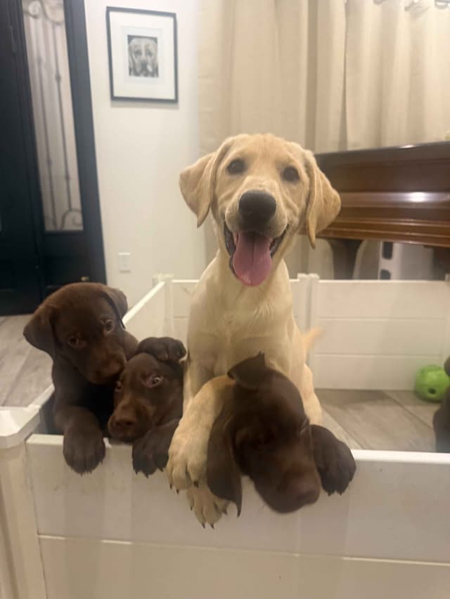 Labrador Retriever Puppies-Father's Day Flash Sale media 21