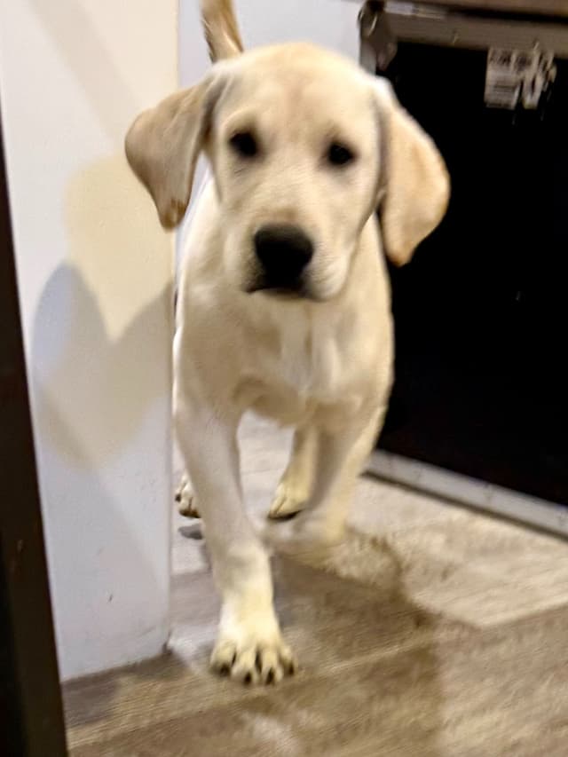 Labrador Retriever Puppies-Father's Day Flash Sale media 22