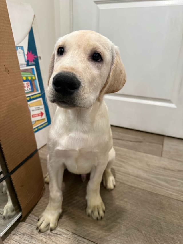 Labrador Retriever Puppies-Father's Day Flash Sale media 23