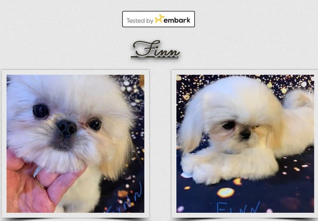 Sweet Smooshy Face Imperial Shih Tzu Puppies media 2