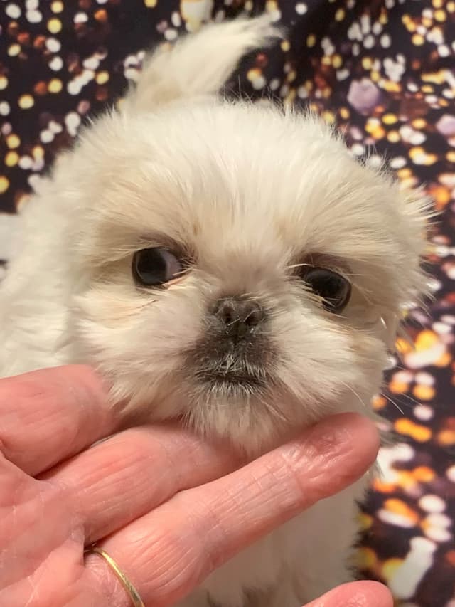 Sweet Smooshy Face Imperial Shih Tzu Puppies media 4