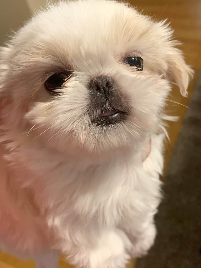 Sweet Smooshy Face Imperial Shih Tzu Puppies media 5