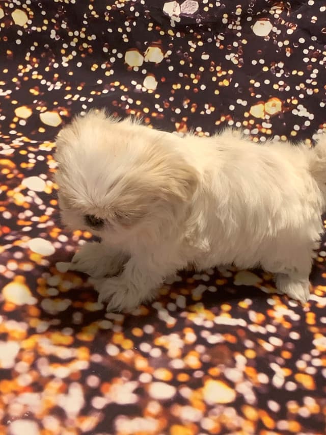 Sweet Smooshy Face Imperial Shih Tzu Puppies media 6