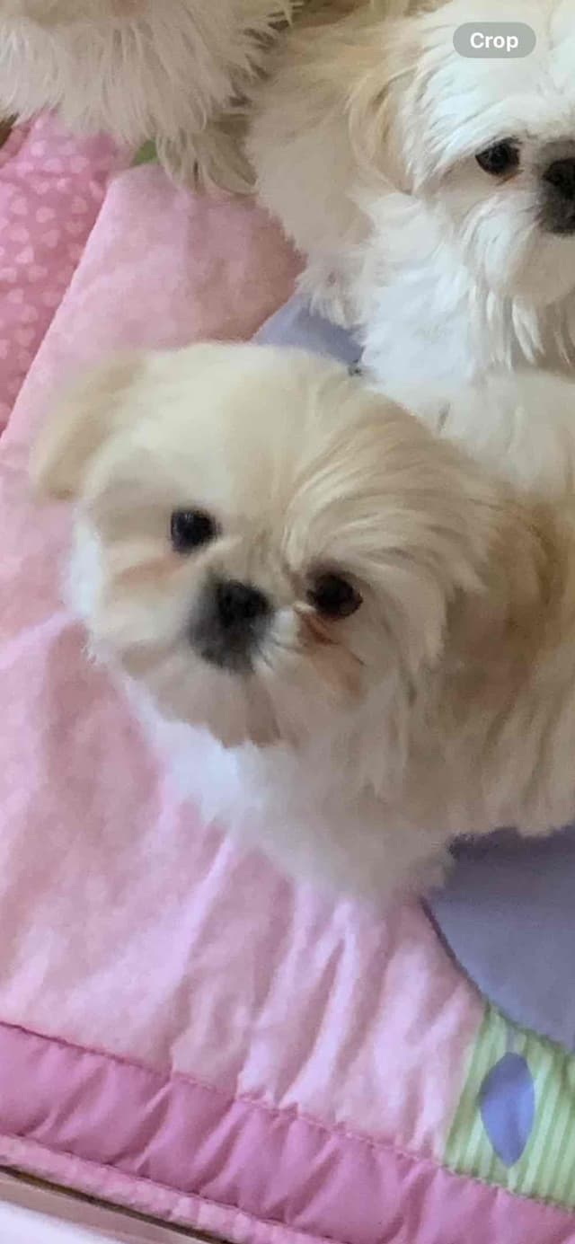 Sweet Smooshy Face Imperial Shih Tzu Puppies media 7
