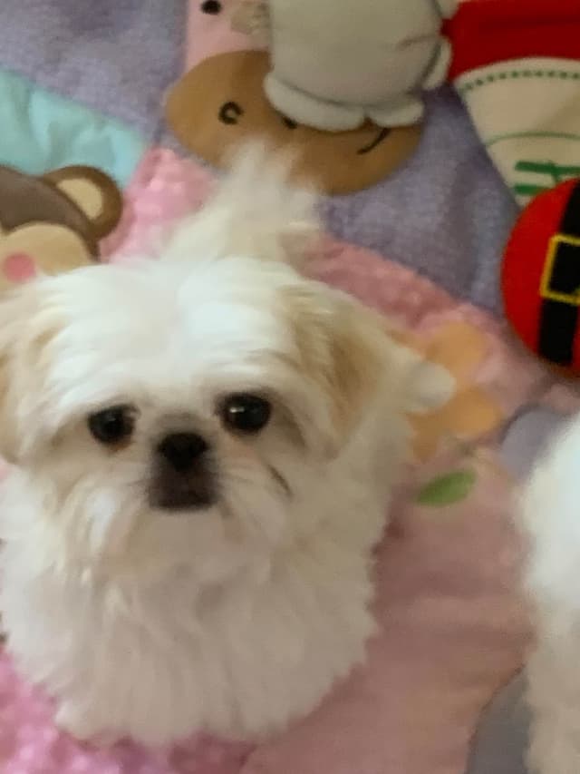 Sweet Smooshy Face Imperial Shih Tzu Puppies media 8