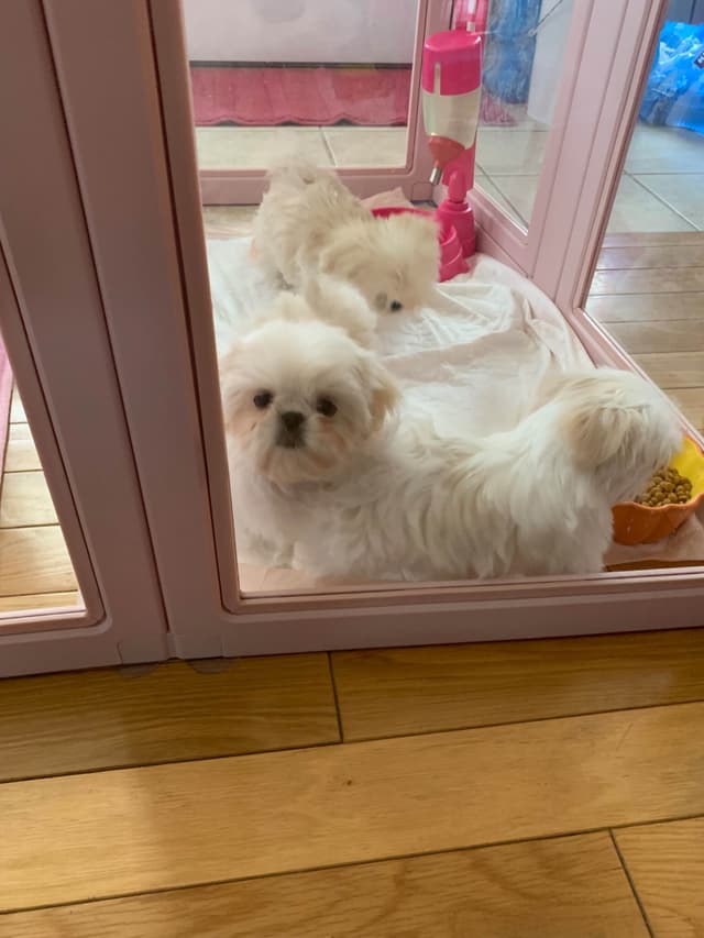 Sweet Smooshy Face Imperial Shih Tzu Puppies media 9