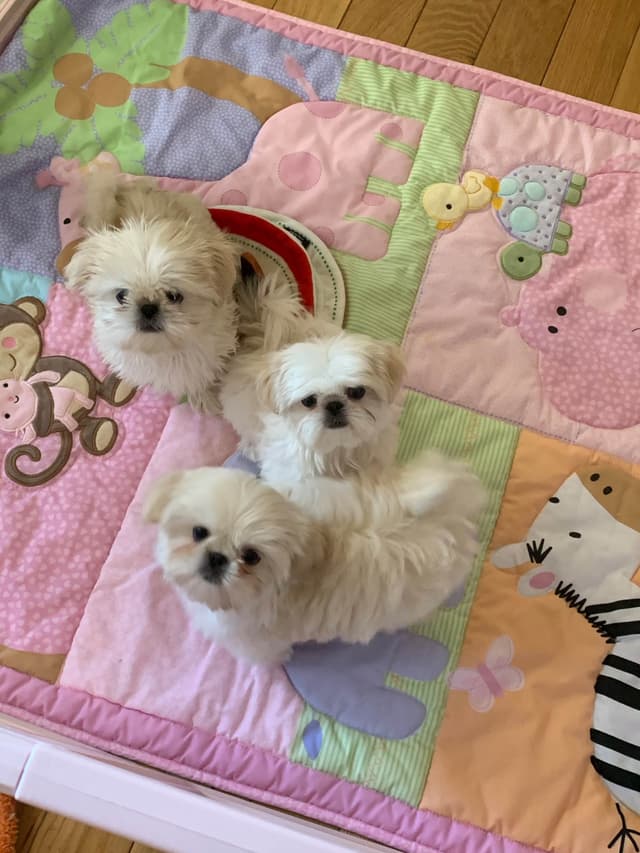 Sweet Smooshy Face Imperial Shih Tzu Puppies media 10