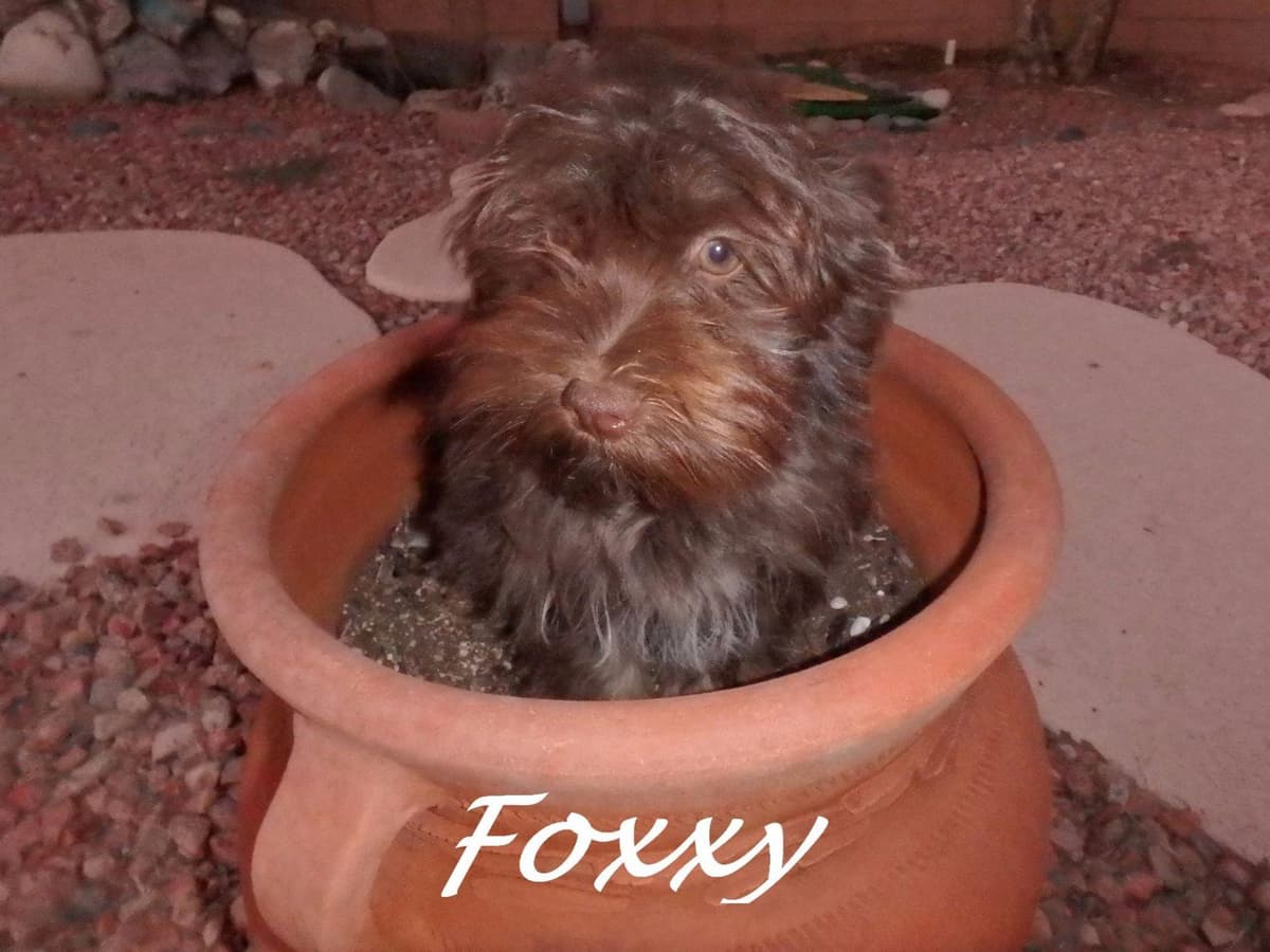 Havanese Puppies breeder image 19