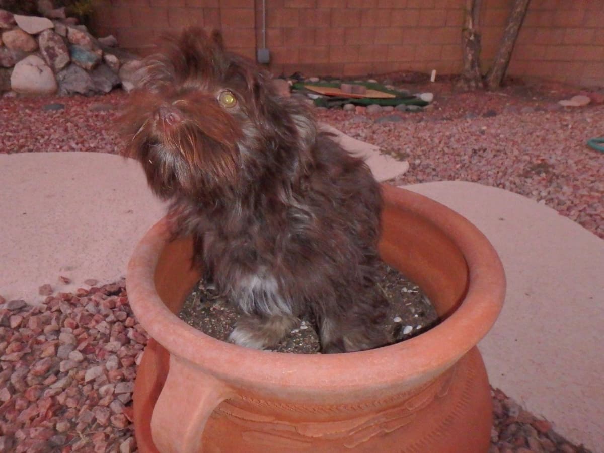 Havanese Puppies breeder image 20