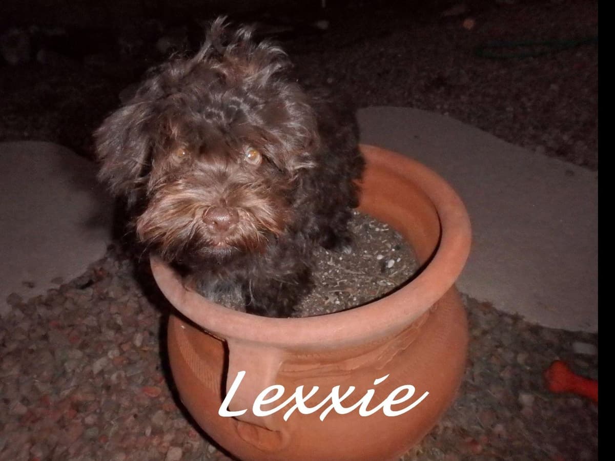 Havanese Puppies breeder image 23