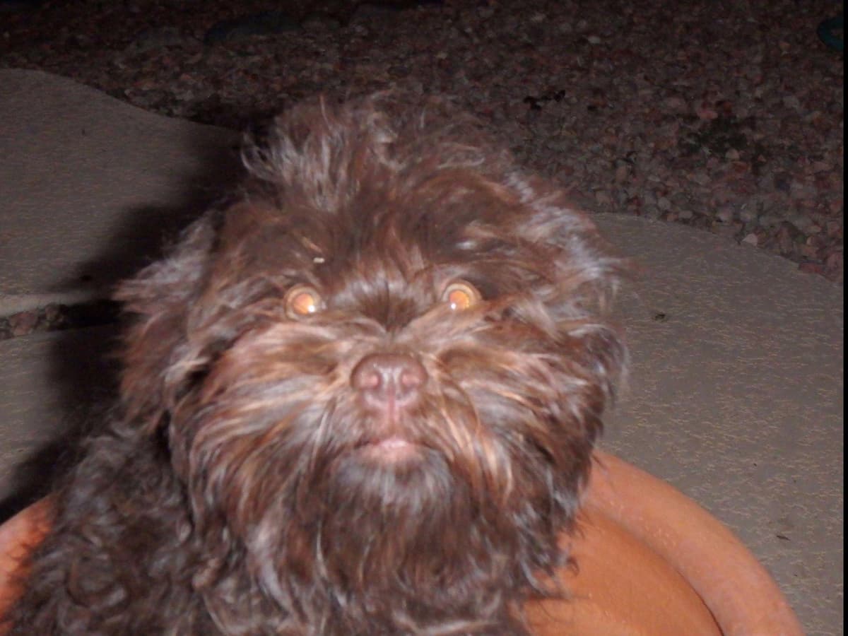 Havanese Puppies breeder image 24