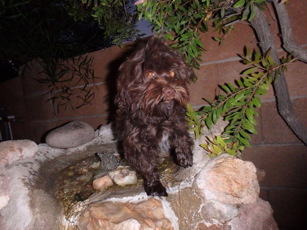 Havanese Puppies breeder image 25