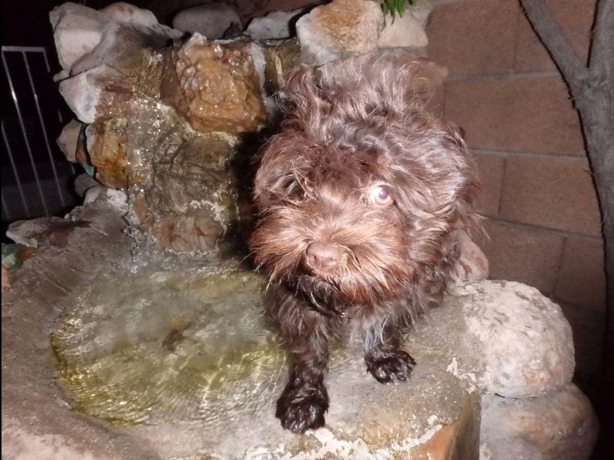 Havanese Puppies breeder image 26