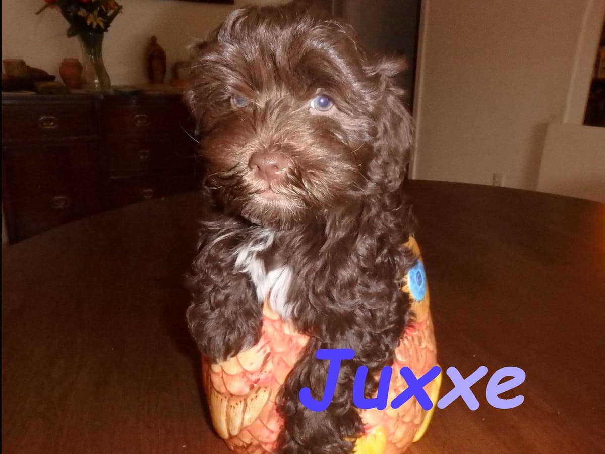Havanese Puppies breeder image 15