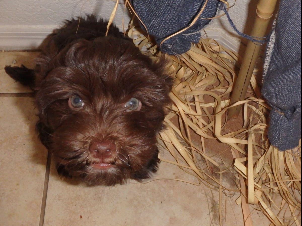 Havanese Puppies breeder image 18