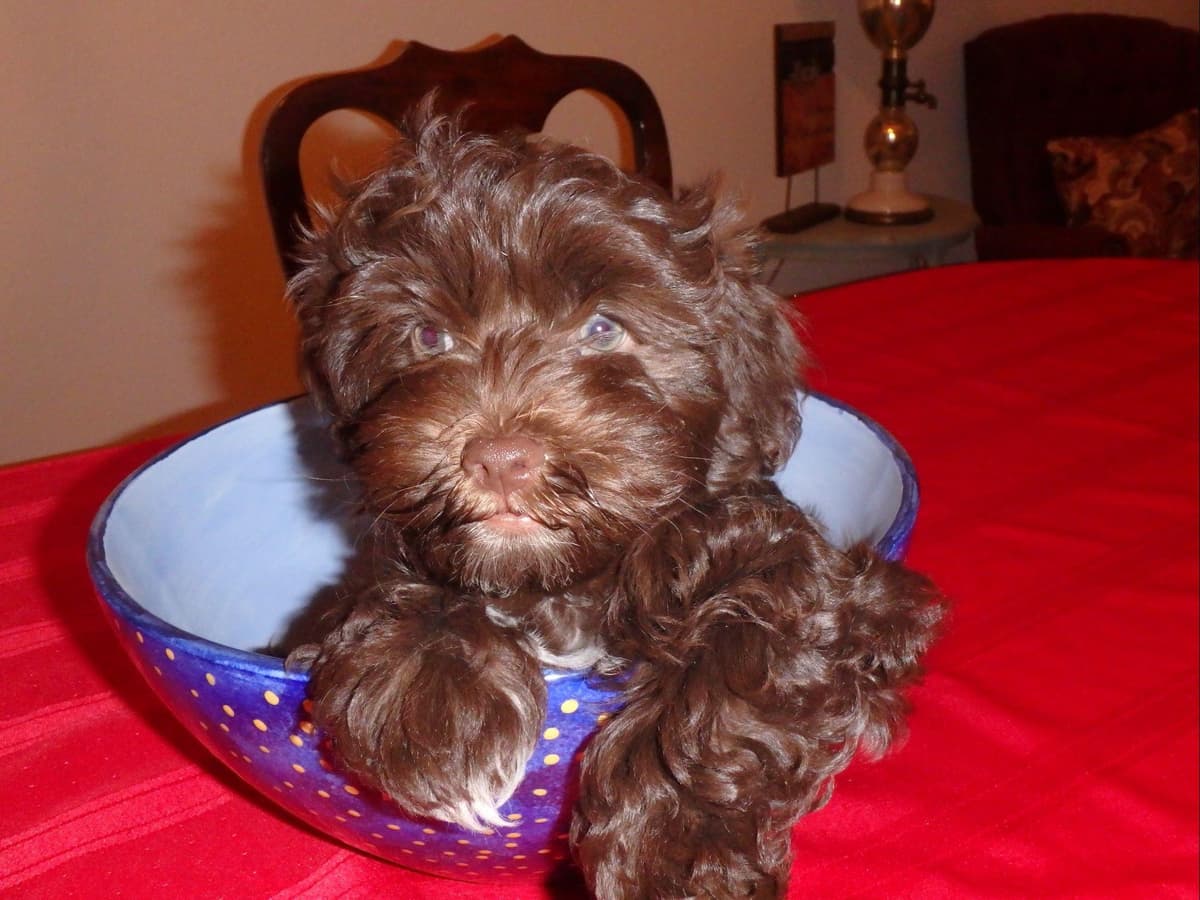 Havanese Puppies breeder image 17