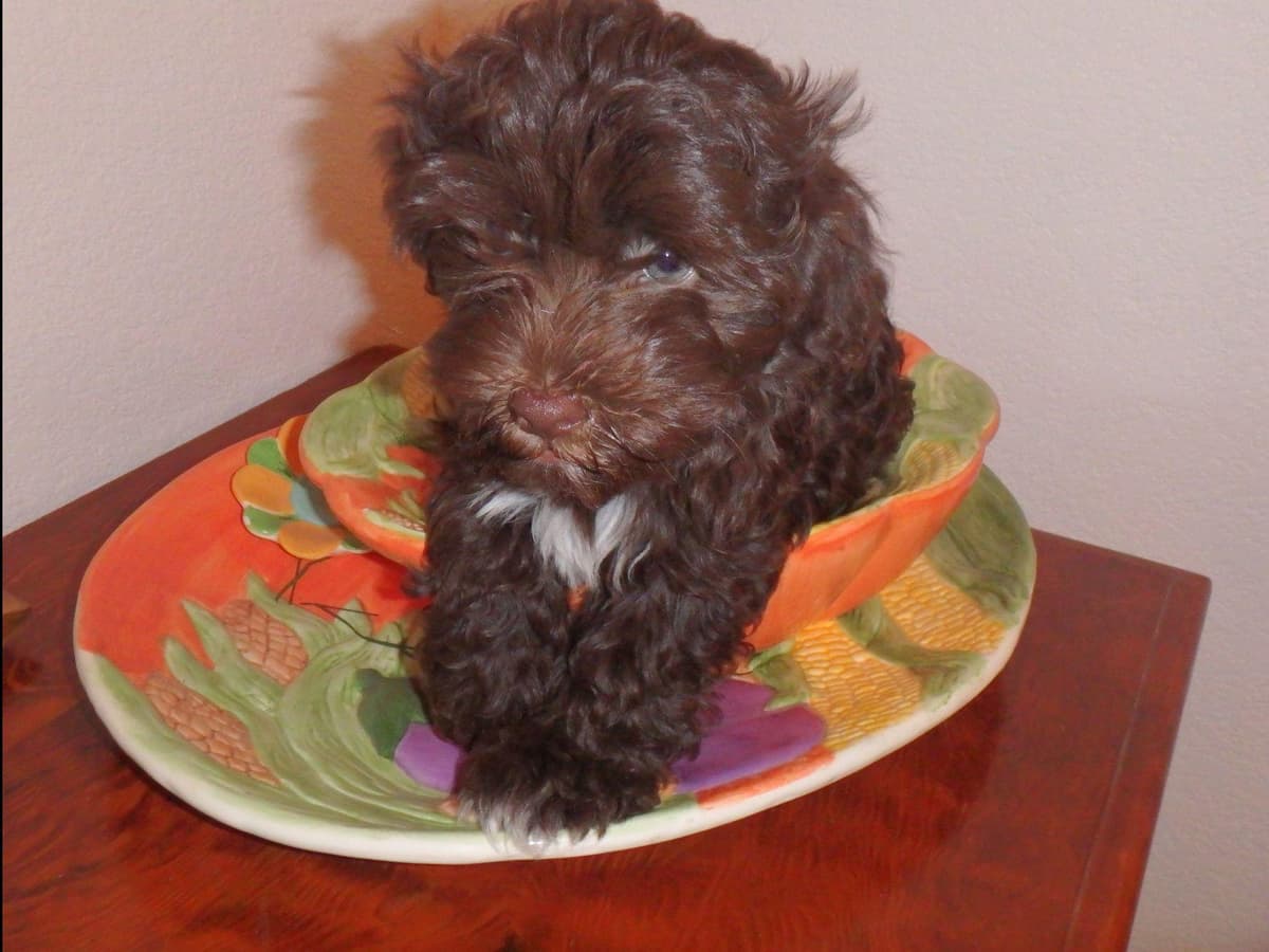 Havanese Puppies breeder image 16