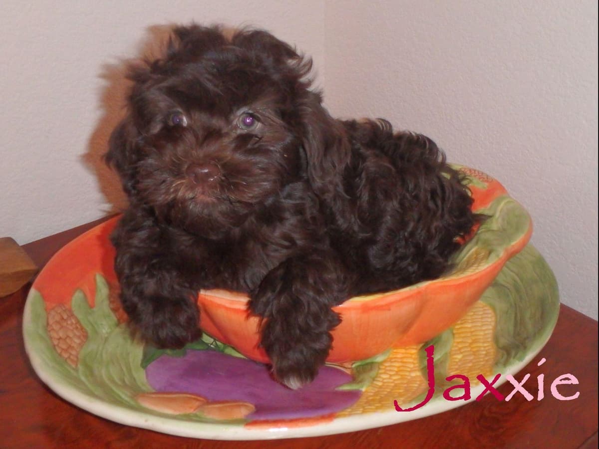 Havanese Puppies breeder image 11