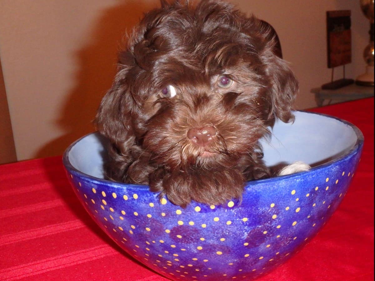 Havanese Puppies breeder image 14