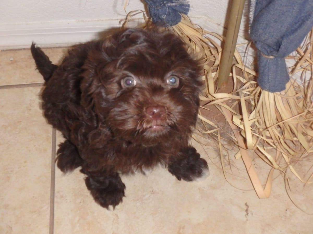 Havanese Puppies breeder image 13