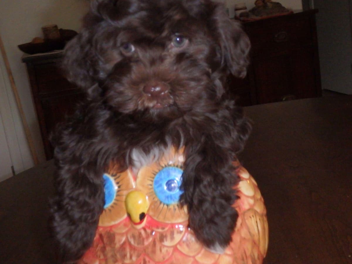 Havanese Puppies breeder image 12