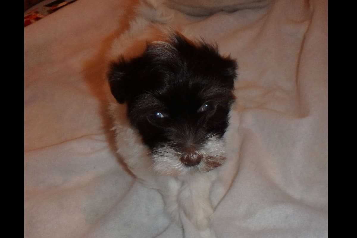 Havanese Puppies breeder image 9