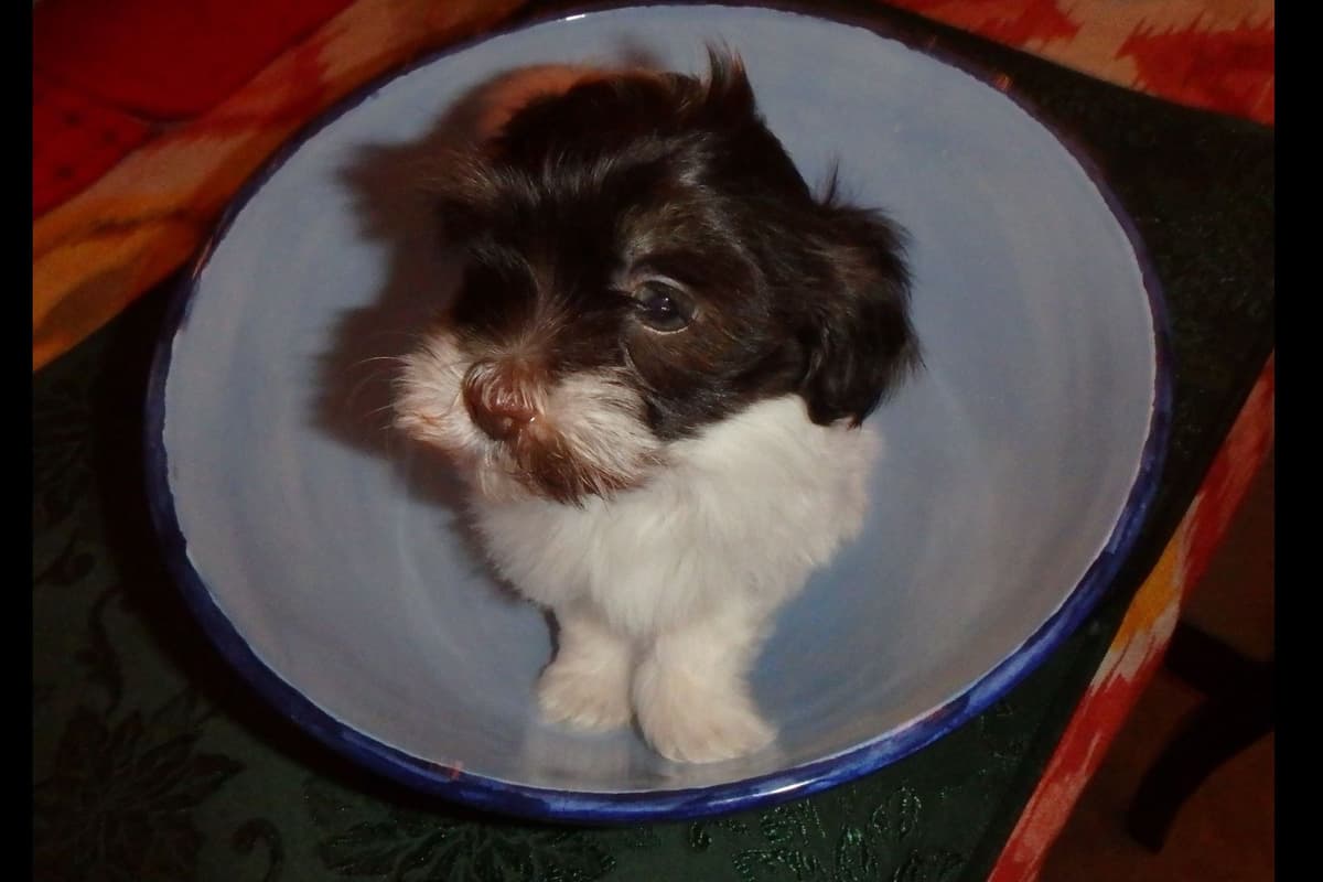 Havanese Puppies breeder image 8