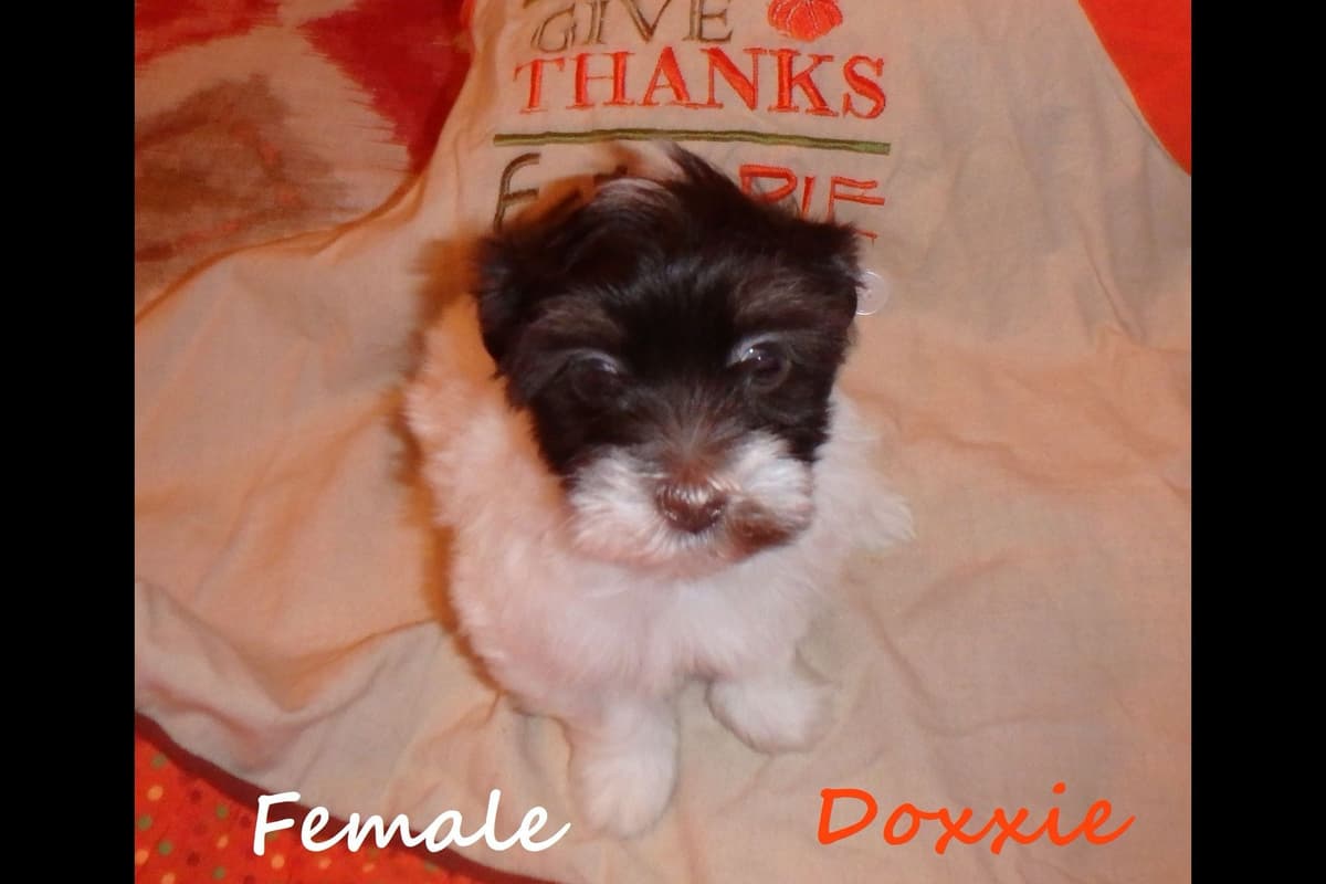 Havanese Puppies breeder image 7