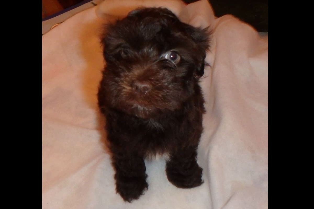 Havanese Puppies breeder image 6