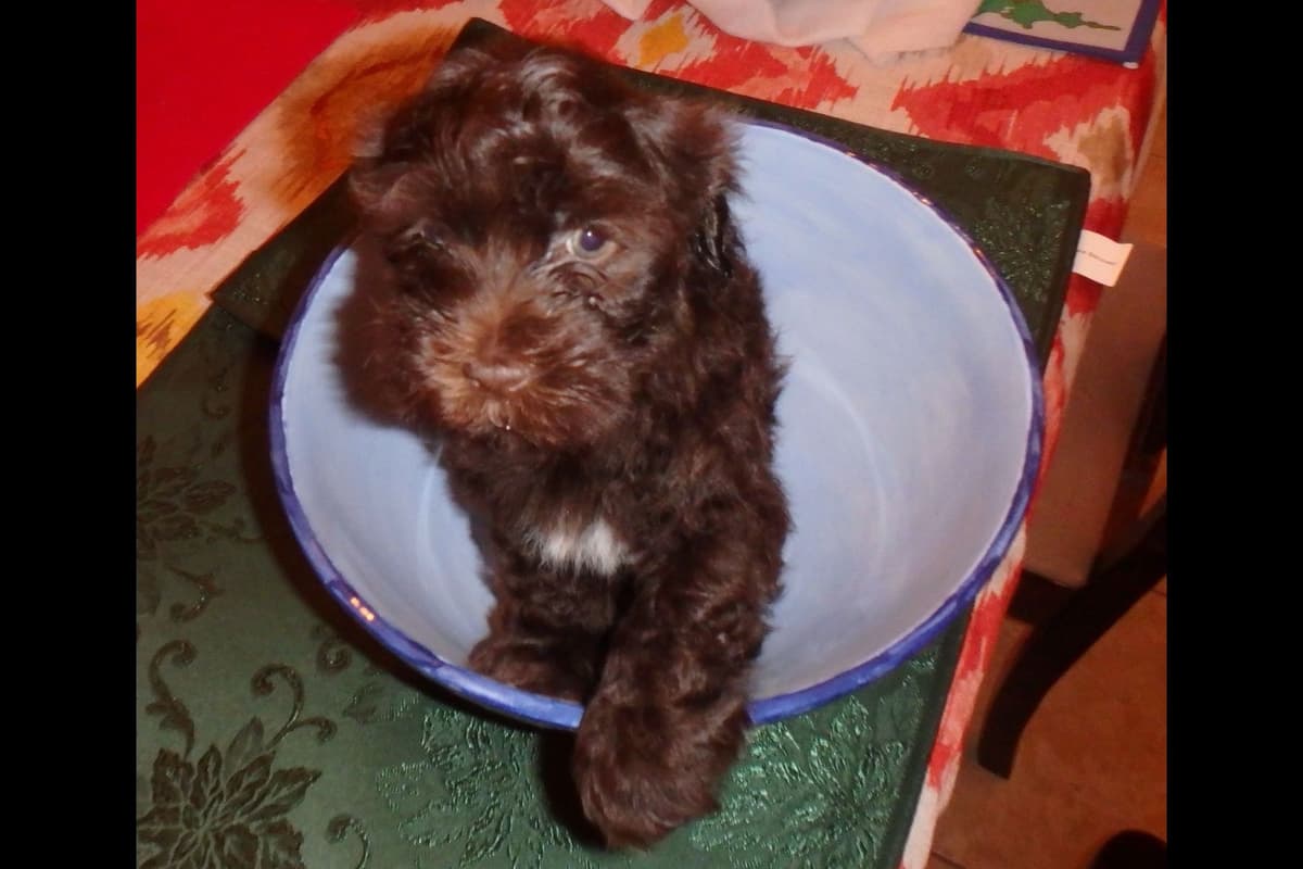 Havanese Puppies breeder image 5